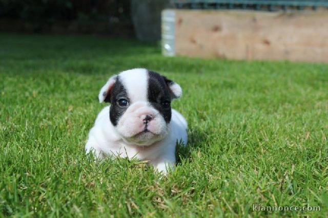 A donner bouledogue français femelle