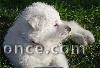 A donner chiot femelle type berger blanc suisse