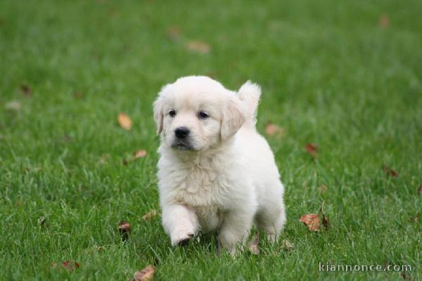 Magnifique  chiot golden retriever à donner