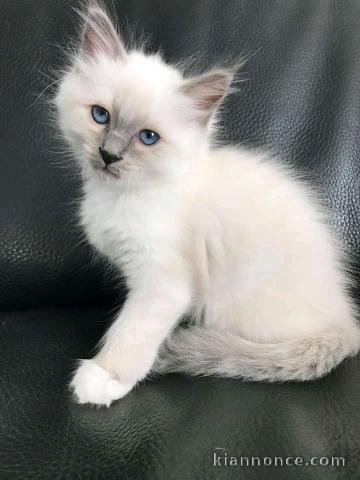 Chaton de birmanie de race pure 