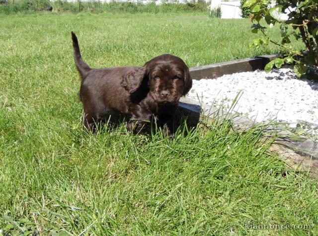 Magnifique  chiot Labrador à donner