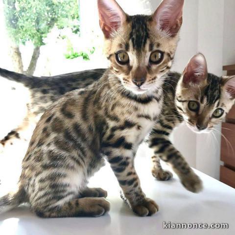 magnifiques chatons a donner 