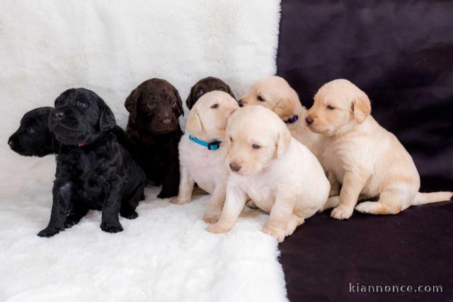 Magnifique Chiots Labrador a donner contre bon soin