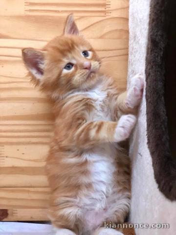 Chaton Maine Coon adorable