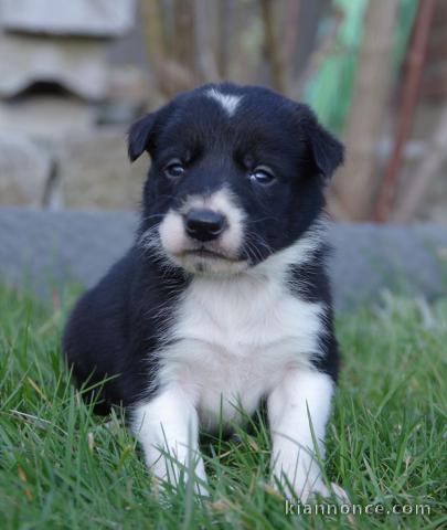 A DONNER CHIOTS BORDER COLLIE