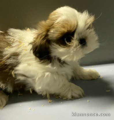 Magnifique  chiot shih tzu à donner 