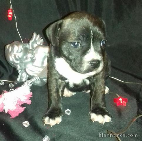 Magnifique  chiot Bull terrier à donner 