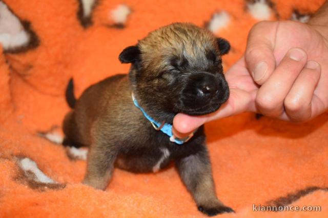 Magnifique  chiot Shiba Inu  à donner