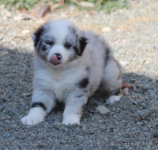 Magnifique  chiot Border Collie à donner