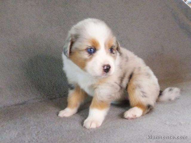 Magnifique  chiot berger australien à donner