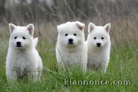 Magnifique  chiot Berger Blanc Suisse à donner 