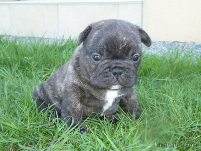 Magnifique  chiot Bouledogue Français à donner