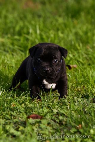 Disponible de suite chiot Staffordshire Bull Terrier  à donner 