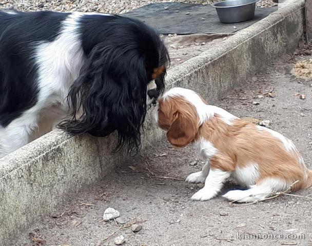 Adorables Chiots Cavaliers King Charles Pure Race