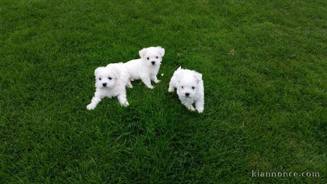 Superbes Bébés Bichons Maltais Pure Race