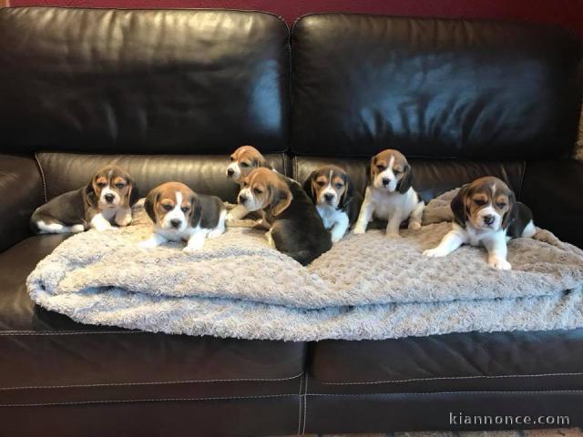 Magnifiques Chiots Beagle Pure Race