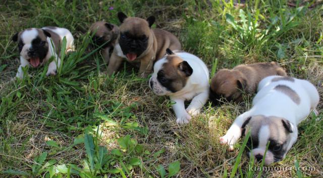 Magnifiques Chiots Bouledogues Français Pure Race