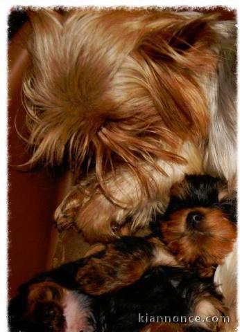  Superbes Chiots Yorkshire Terrier Pure Race