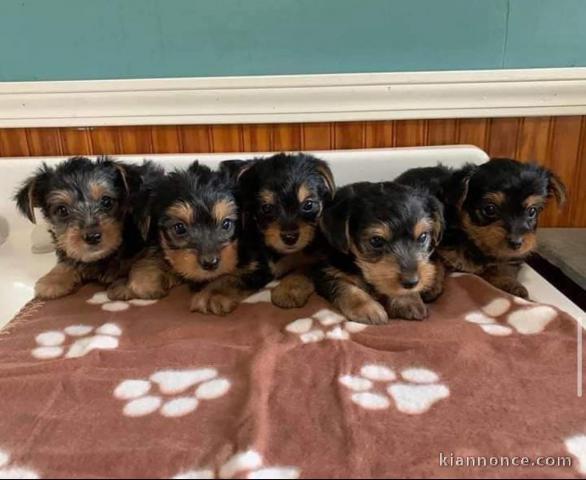 Adorables  chiot Yorkie disponible pour adoption.