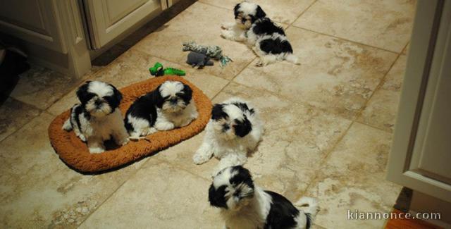 Exceptionnels Chiots Shih Tzu Pure Race