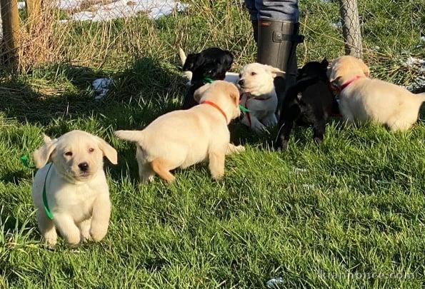 Magnifiques Chiots Labrador Retriever Pure Race