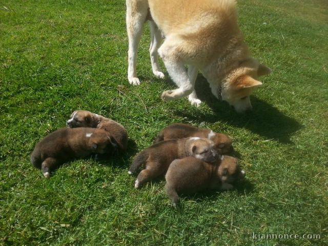  Magnifiques Chiots Akita Inu Pure Race