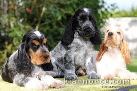 Superbes Chiots Cocker Spaniel Anglais Pure Race