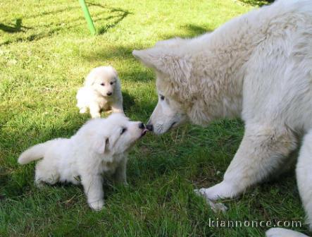 Extraordinaires Chiots Berger Blanc Suisse Pure Race