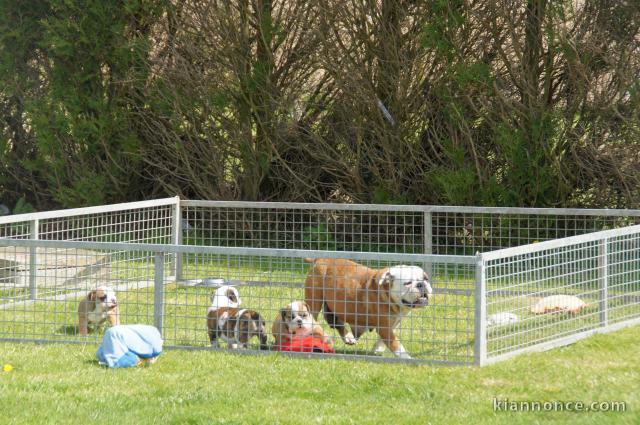 Magnifiques Chiots Bulldog Anglais