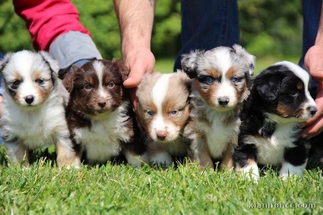  Magnifiques Chiots Berger Australien Pure Race