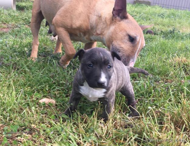 Magnifiques Chiots American Stafforshdire Pure Race