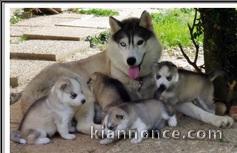  Magnifiques Chiots Husky Siberien Pure Race