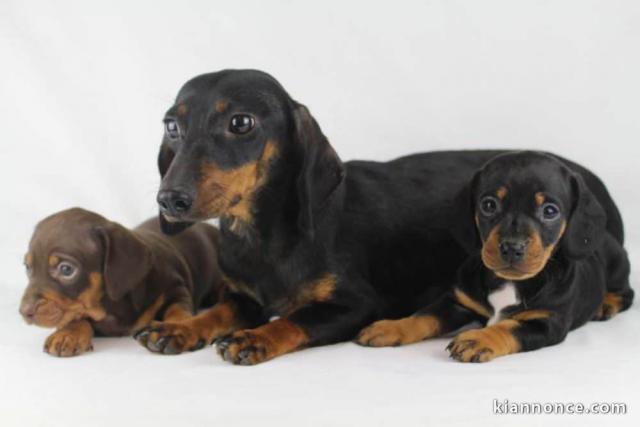 Adorables Chiots Teckel Nain Pure Race