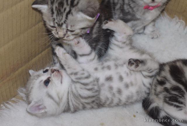 Adorables  chatons British Shorthair disponible pour adoption.