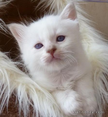 Adorables chatons sacre birmanie disponible pour adoption