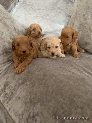 adorable bébés chiots cockapoo F1b disponible de suite