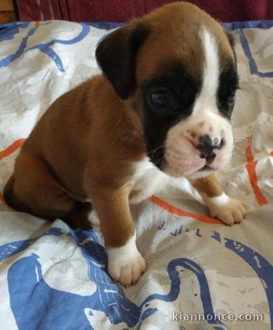 Magnifiques chiots Boxeur  disponible