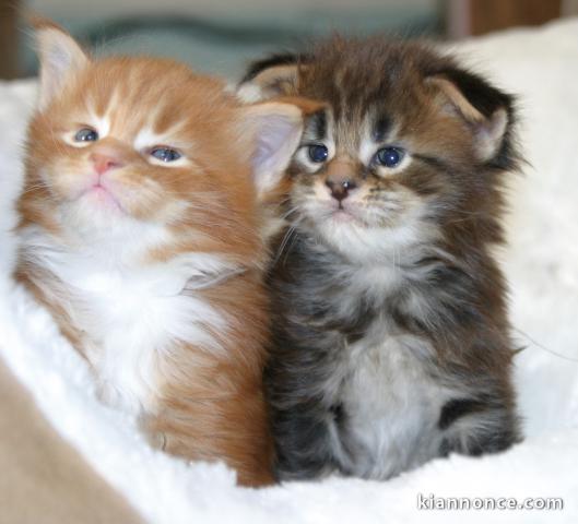 Chaton sacrée de Birmanie 