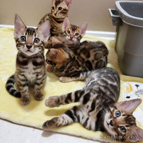 chatons Bengal non inscris au Loof