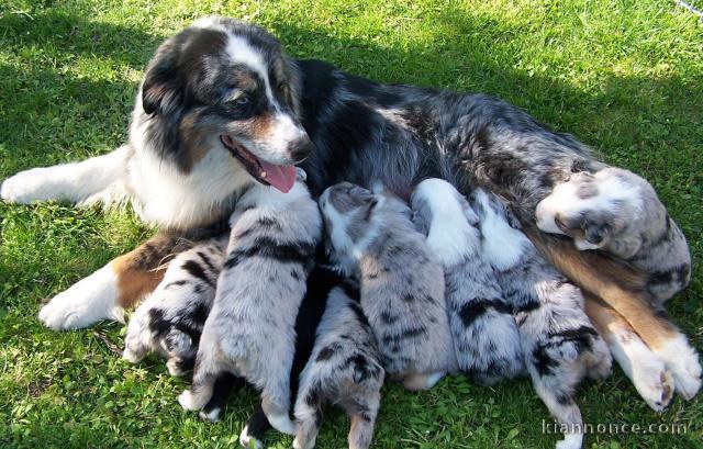 bébés Berger Australien males et femelles