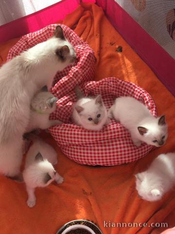 Très jolies bébés chatons Sacré de Birmanie