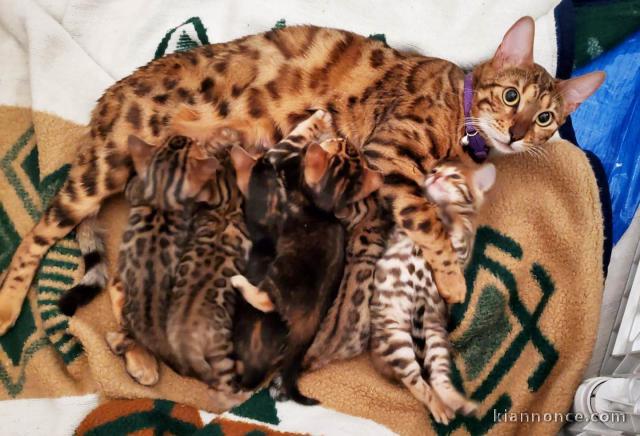 A donner chatons Bengal