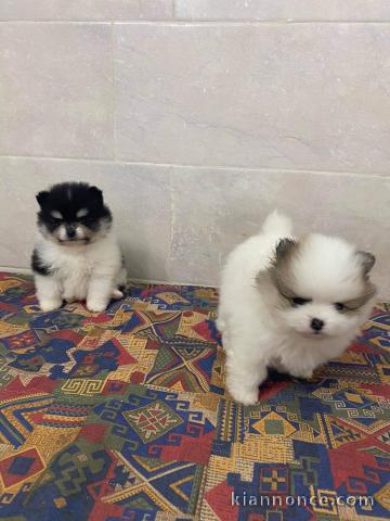 A donner chiots Spitz Allemand