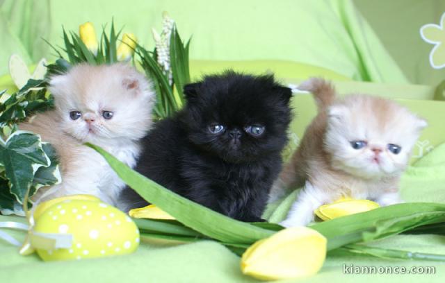 chatons males et femelles