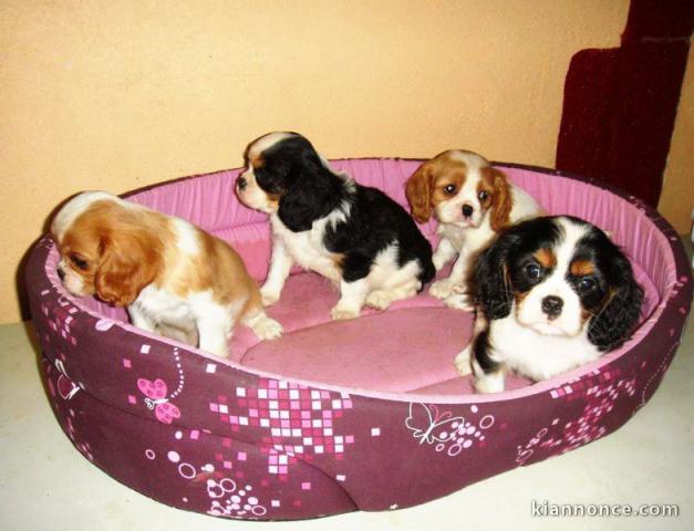 A donner chiots Cavalier King Charles