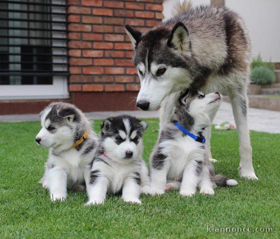 A donner des Magnifiques chiots Husky sibérien dispos