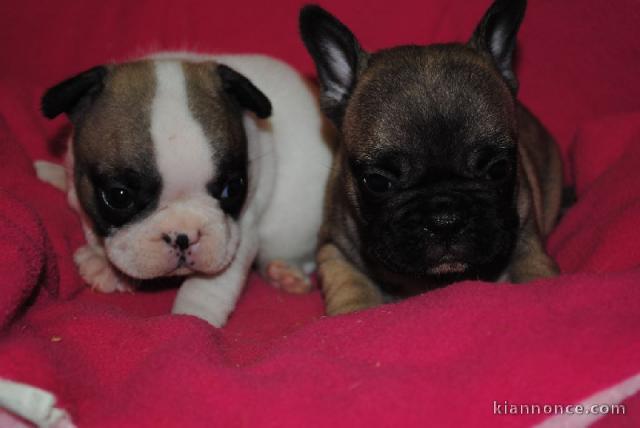 A donner chiots Bouledogue Français dispos