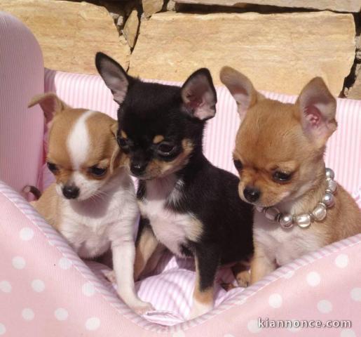 A donner chiots Chihuahua disponibles