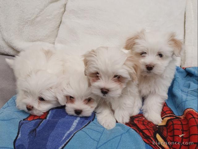 A donner chiots Bichon Maltais de suite