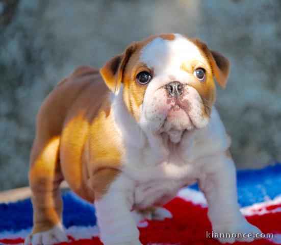 Magnifiques chiots Buldog Anglais